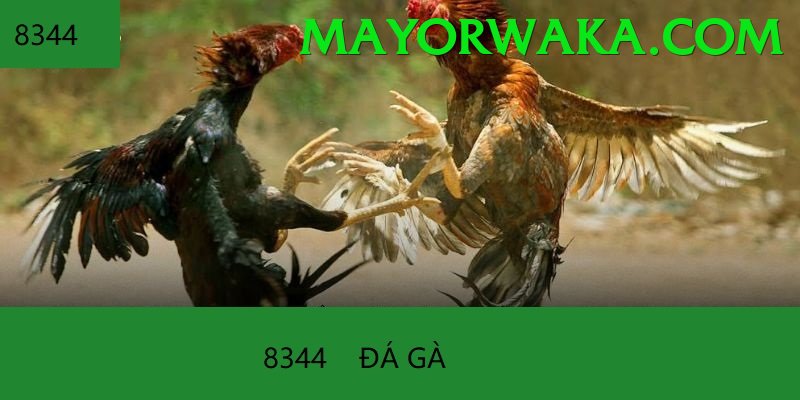 Đá Gà Trực Tiếp - Ưu đãi đặc biệt